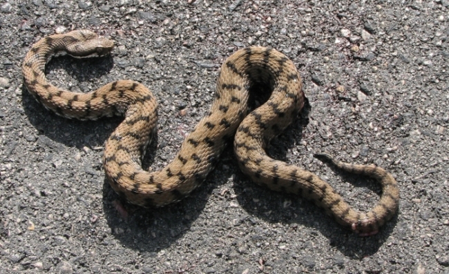 Vipera dell''Orsini?